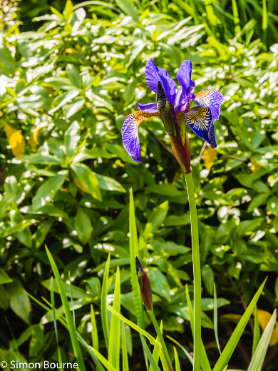 Simon Bourne, photography, photographer, north London, portfolio, image, gardens, spring, purple and blue iris, garden design, Jil Rickards, Jilayne Rickards, Nikon