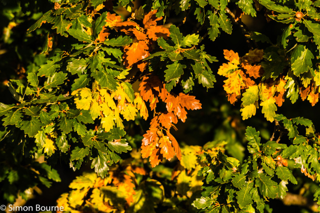 Simon Bourne, photography, photographer, north London, portfolio, image, gardens, autumn, sunset, dusk, oak tree, acorns, orange leaves, yellow leaf