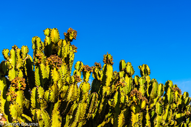Simon Bourne, photography, photographer, portfolio, image, landscape, Nikon, Lanzarote, Spain, Puerto Calero, volcanic, spring, sunshine, blue sky, cactus, cacti, euphorbia, flowers, fruit