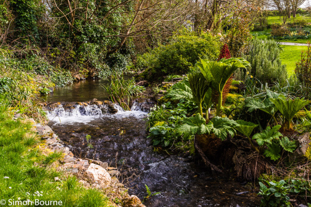 Simon Bourne, photography, photographer, Tintagel, Cornwall, portfolio, image, stream, waterfall, daffodils, gunnera, spring, gardens, lawn