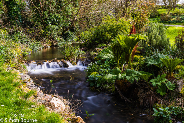Simon Bourne, photography, photographer, Tintagel, Cornwall, portfolio, image, stream, waterfall, daffodils, gunnera, spring, gardens, lawn, long exposure