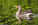 Simon Bourne, photography, photographer, north London, portfolio, image, gardens, spring, lake, York University, campus, grounds, wildlife, geese, Greylag Goose, Nikon, beak, quack