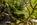 Simon Bourne, photography, photographer, north London, portfolio, image, autumn, landscape, trees, Nikon, Betws-y-Coed Falls, Miners Bridge, rapids, white water, waterfall, river, Snowdonia, North Wales, hills, mountains, rocks, dale, dell