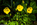 Simon Bourne, photography, photographer, north London, portfolio, image, gardens, spring, Welsh Poppy, Meconopsis cambrica, Papaver cambricum, London, garden designer, SGD, Jilayne Rickards, outside, yellow flower, green background, water drops