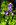 Simon Bourne, photography, photographer, north London, portfolio, image, gardens, spring, Aquilegia vulgaris, London, garden designer, SGD, Jilayne Rickards, outside, purple flower, white flower, green background, Nikon