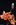 Simon Bourne, photography, photographer, north London, portfolio, image, gardens, spring, x Heucherella, Brass Lantern, London, garden designer, SGD, Jilayne Rickards, light, studio, white flower, black background, orange leaf, Heuchera