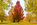 Simon Bourne, photography, photographer, north London, portfolio, image, gardens, autumn, fall, Petworth Park, Sussex, Pleasure Grounds, landscapes, trees, Liquidambar, red leaves, orange leaf