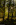 Simon Bourne, photography, photographer, north London, portfolio, image, autumn, sunrise, dawn, morning, landscape, tree, Nikon, Ashridge Estate, grounds, woodland, fern, starburst, sunburst, yellow and orange, leaves