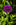 Simon Bourne, photography, photographer, north London, portfolio, image, gardens, spring, Allium hollandicum, Purple Sensation, London, garden designer, SGD, Jilayne Rickards, outside, green background, purple flower, sphere, globe