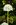 Simon Bourne, photography, photographer, north London, portfolio, image, gardens, spring, Allium, Mont Blanc, London, garden designer, SGD, Jilayne Rickards, outside, green background, white flower, globe, sphere