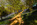 Simon Bourne, photography, photographer, north London, portfolio, image, gardens, spring, Emmetts Garden, Kent, woodland, wood, valley, Nikon, bluebells, purple, trees, blue flowers, path