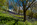Simon Bourne, photography, photographer, north London, portfolio, image, gardens, spring, Emmetts Garden, Kent, woodland, wood, valley, Nikon, bluebells, purple, trees, blue flowers