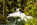 Simon Bourne, photography, photographer, north London, portfolio, image, spring, landscape, Nikon, Tutea Falls, North Island, New Zealand, Aotearoa, Bay of Plenty, waterfall, tree ferns, cascade, pool, rocks, river
