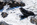 Simon Bourne, photography, photographer, north London, portfolio, image, spring, wildlife, sea mammal, Nikon, Tauranga Bay, Westport, Tasman Sea, South Island, rocks, New Zealand, Aotearoa, waves, surf, swell, spray, black fur, flippers