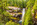 Simon Bourne, photography, photographer, Cornwall, portfolio, image, landscape, Brandywine Falls, Cheakamus River, waterfall, Rockies, Canada, pine trees, mountains, British Columbia, autumn, fall, long exposure