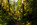 Simon Bourne, photography, photographer, Cornwall, portfolio, image, landscape, Egmont, temperate rainforest, Rockies, Canada, mountains, British Columbia, autumn, fall, pines, fern