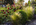 Simon Bourne, photography, photographer, north London, portfolio, image, garden, summer, garden design, Jil Rickards, Jilayne, sun, grass, Peony, Iris, Gladiolus, Nikon